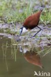 Afrikaanse Jacana