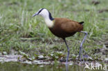 Afrikaanse Jacana