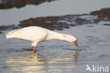 African Spoonbill (Platalea alba)