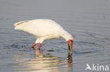 Afrikaanse Lepelaar (Platalea alba)