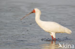 African Spoonbill (Platalea alba)