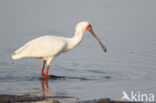 Afrikaanse Lepelaar (Platalea alba)