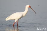 Afrikaanse Lepelaar (Platalea alba)