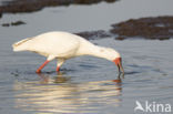 African Spoonbill (Platalea alba)