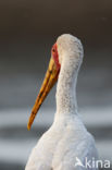 Afrikaanse Nimmerzat (Mycteria ibis)