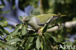 Afrikaanse Papegaaiduif (Treron calvus)