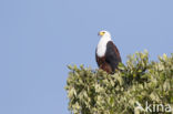 African fish eagle (Haliaeetus vocifer)