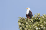 African fish eagle (Haliaeetus vocifer)