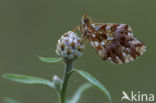 Violet Fritillary (Boloria dia)