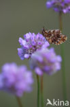 Violet Fritillary (Boloria dia)