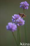 Violet Fritillary (Boloria dia)