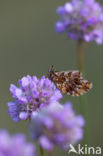 Violet Fritillary (Boloria dia)