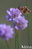 Violet Fritillary (Boloria dia)