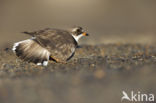 Amerikaanse Bontbekplevier (Charadrius semipalmatus)