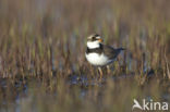 Amerikaanse Bontbekplevier (Charadrius semipalmatus)