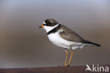 Amerikaanse Bontbekplevier (Charadrius semipalmatus)