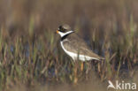 Amerikaanse Bontbekplevier (Charadrius semipalmatus)