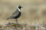 Amerikaanse Goudplevier (Pluvialis dominica)