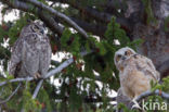 Amerikaanse Oehoe (Bubo virginianus)