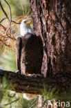 American bald eagle (Haliaeetus leucocephalus)