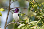 Violet-backed Starling (Cinnyricinclus leucogaster)