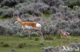 Pronghorn (Antilocapra americana)