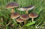 Apothekerswasplaat (Hygrocybe nitrata)