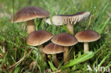 Nitrous Waxcap (Hygrocybe nitrata)