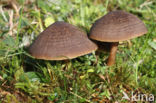Nitrous Waxcap (Hygrocybe nitrata)