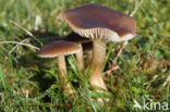 Nitrous Waxcap (Hygrocybe nitrata)