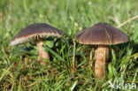 Nitrous Waxcap (Hygrocybe nitrata)