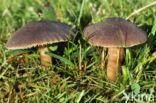 Nitrous Waxcap (Hygrocybe nitrata)