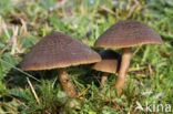 Nitrous Waxcap (Hygrocybe nitrata)