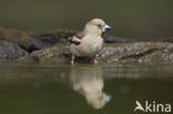 Hawfinch (Coccothraustes coccothraustes)