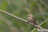 Bearded Reedling (Panurus biarmicus)