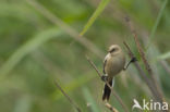 Bearded Reedling (Panurus biarmicus)