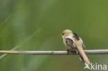 Bearded Reedling (Panurus biarmicus)