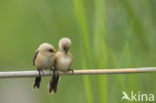 Bearded Reedling (Panurus biarmicus)