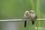 Bearded Reedling (Panurus biarmicus)