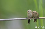 Bearded Reedling (Panurus biarmicus)