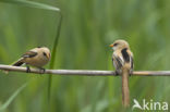 Bearded Reedling (Panurus biarmicus)