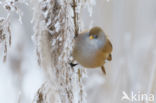 Bearded Reedling (Panurus biarmicus)