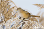 Bearded Reedling (Panurus biarmicus)