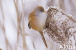 Bearded Reedling (Panurus biarmicus)