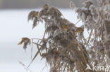 Bearded Reedling (Panurus biarmicus)