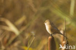 Bearded Reedling (Panurus biarmicus)