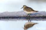 Bairds Strandloper (Calidris bairdii)