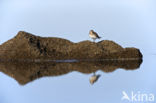 Bairds Strandloper (Calidris bairdii)