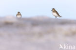 Bairds Strandloper (Calidris bairdii)