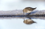 Bairds Strandloper (Calidris bairdii)